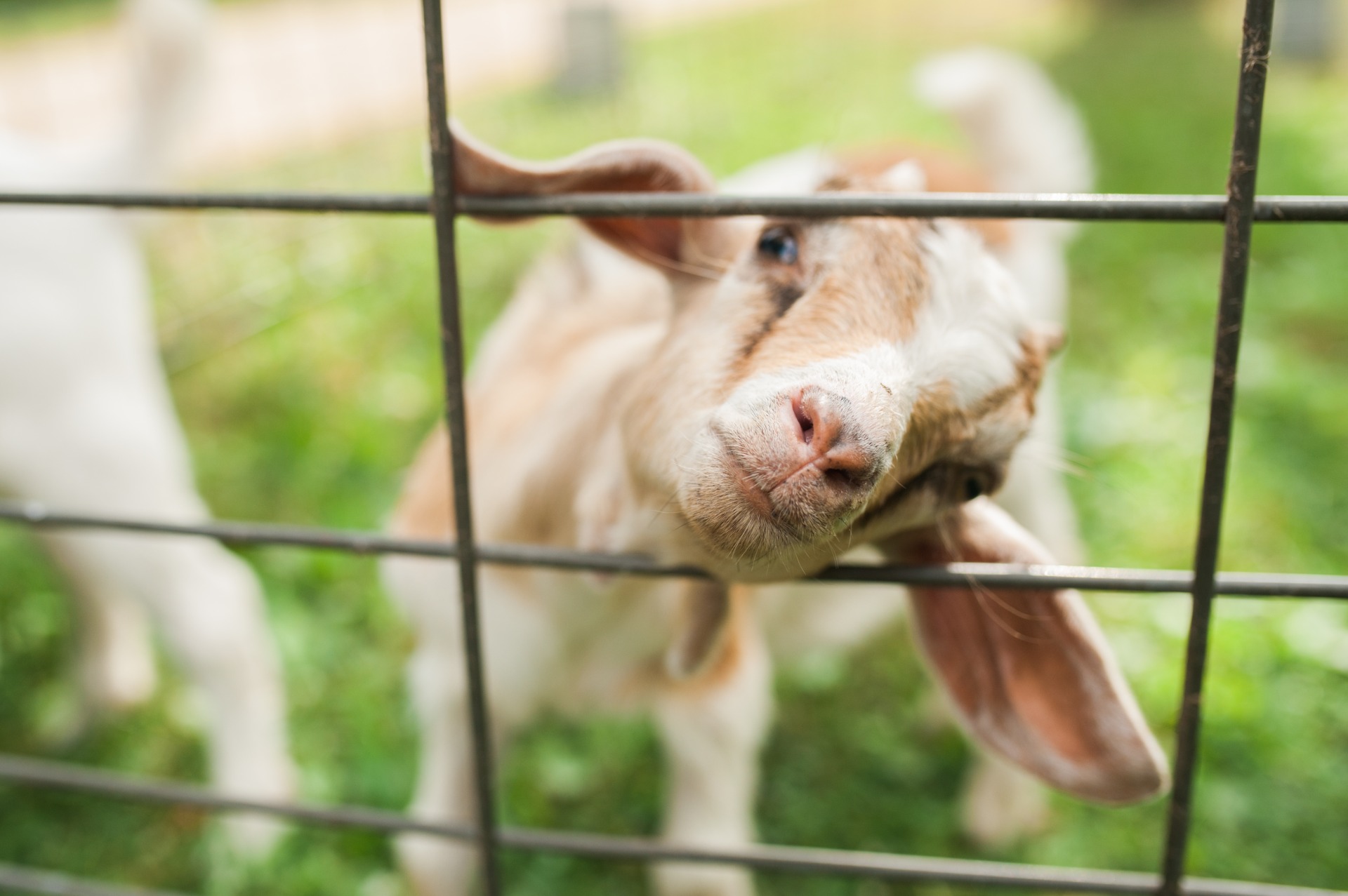 Goat at Howell's Farm