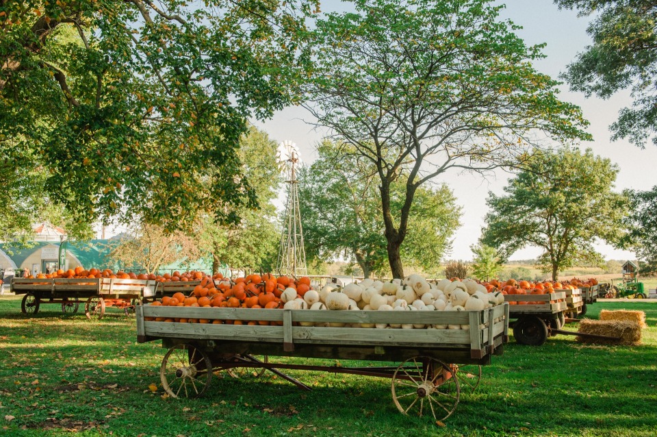 Howell's Greenhouse and Pumpkin Patch photo